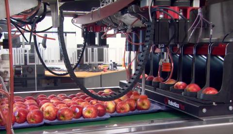 Robotics Plus презентував повністю автоматизований пакувальний комплекс для яблук Рис.1