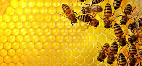 Роботи-бджоли будуть допомагати комахам вижити Рис.1