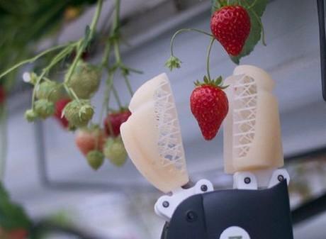 Роботи, які можуть збирати полуницю Рис.1