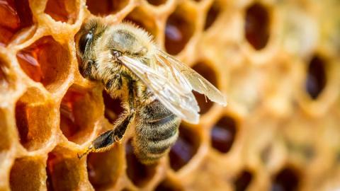 «Розумний» бджолиний вулик - платформа автоматизованого контролю за життєдіяльністю бджіл і джмелів Рис.1