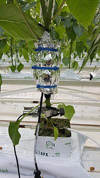 Сенсори вимірюють реакцію рослин на зміну навколишніх умов Рис.1