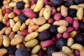 Шотландські вчені досліджують гени, що визначають колір картоплі Рис.1