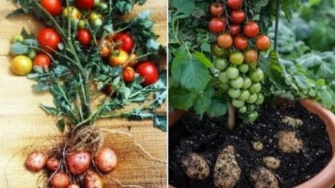 Схрещений томат з картоплею здобув звання «овоч року» в Австралії Рис.1