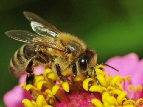 Штучний інтелект допоможе бджолярам правильно розставити вулики і розсадити дерева Рис.1