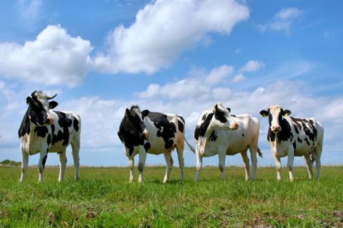 Швейцарці вирішать на референдумі, чи видаляти коровам роги Рис.1