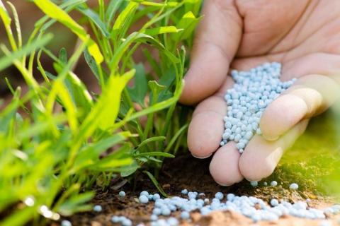 Sierra Natural Sciences і компанія MTC Gardening розробляють системний гербіцид, який знищує бур'яни до коріння Рис.1
