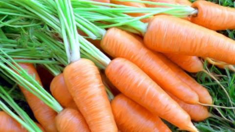 Спосіб якісного поливу моркви Рис.1