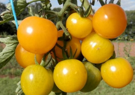 Свободу насінню томатів вимагають селекціонери Рис.1