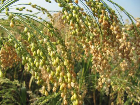 Симбіоз кущів дозволив збільшити урожай на 900% Рис.1