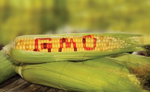 Торгова війна Китаю і США завершується перемогою ГМО Рис.1