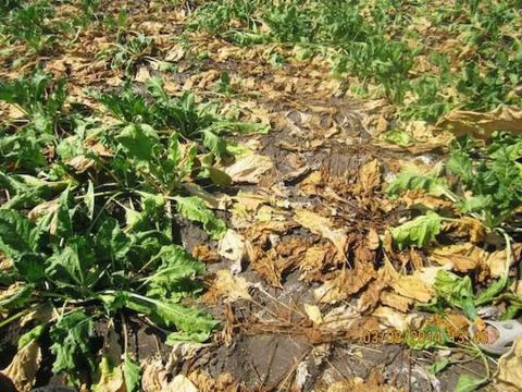 У Німеччині тропічна спека знищує надії виробників цукрових буряків на гарний урожай Рис.1
