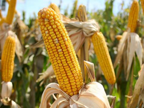 У США дозволили використання синтетичних пестицидів та генетично модифікованих культур у заповідниках Рис.1