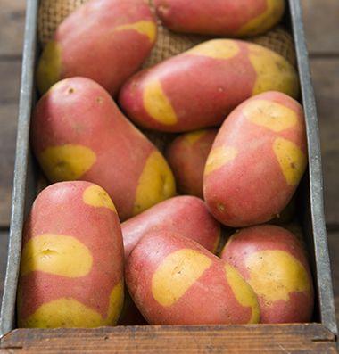 У США розроблений новий вишуканий сорт картоплі для спеціалізованих ринків