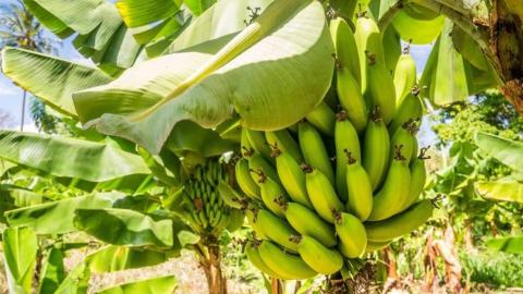 У США виростили перший урожай бананів без грунту Рис.1
