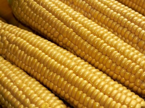 Україна може збільшити експорт кукурудзи в ЄС Рис.1