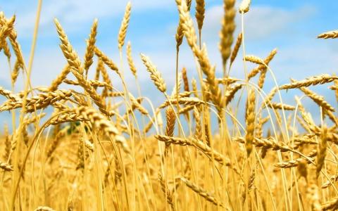 Українцям для внутрішнього споживання вистачає п’ятої частини урожаю пшениці Рис.1