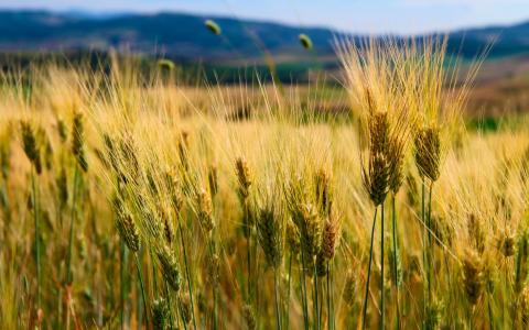 Українське сільське господарство має стати кліматично адаптованим Рис.1