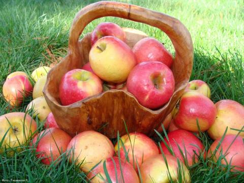 Українські виробники яблука повинні навчитись експортувати цінність, а не проблеми Рис.1