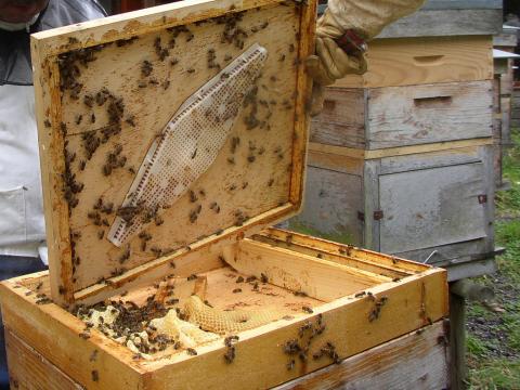 Український бджоляр успішно розвиває пасіку та виходить на ринок ЄС Рис.1