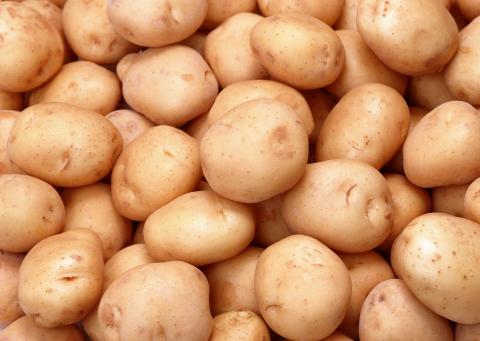 Український гібрид картоплі побив рекорд урожайності Рис.1
