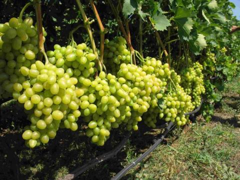 Український виноград вже з'являється на ринках Рис.1