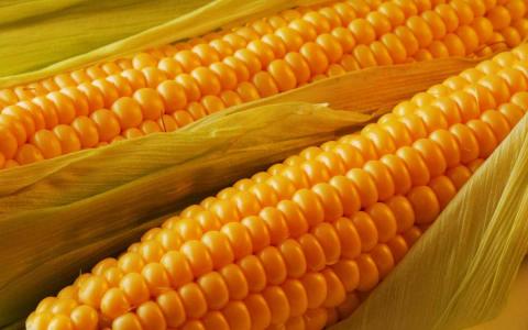 Україну чекає рекордний урожай кукурудзи — Мінагро Рис.1