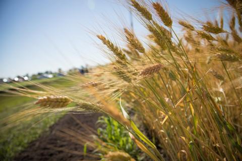 Урожай-2018: Аграрії зібрали 68,5 млн тонн зерна Рис.1
