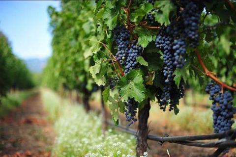 Уряд спростив процедуру ліцензування для малих виробників виноробної продукції Рис.1