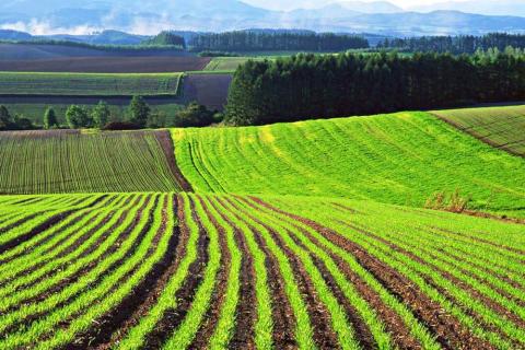 Уряд збільшив розмір дотацій для фермерів Рис.1