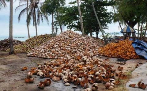 В Австралії навчились робити екологічно чисту тканину з кокосових відходів Рис.1