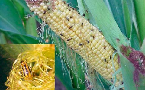 В двох областях України запроваджено карантинний режим по західному кукурудзяному жуку Рис.1