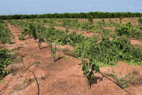 В Іспанії знищили 3 000 мандаринових дерев сорту Оррі Рис.1