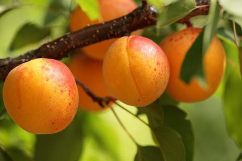 В Україні дорожчають абрикоси Рис.1