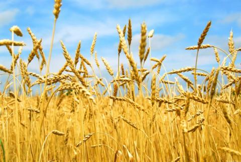 В Україні готують новий стандарт для пшениці Рис.1