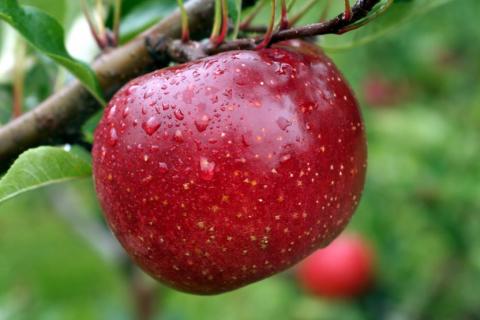 В Україні лише кілька компаній вирощують товарне органічне яблуко Рис.1