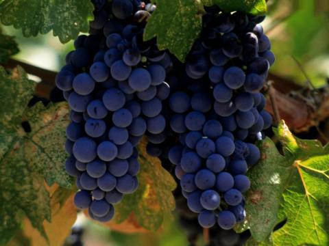 В Україні може з’явитися свято виноградарів, виноробів та садівників Рис.1