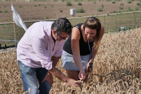 Епічна генетика: прихована історія пшениці