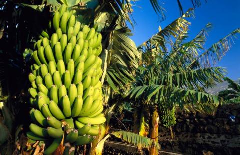 Вчені розробляють банани з підвищеними рівнями вітаміну А та заліза Рис.1