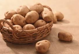 Вчені розробили препарат для боротьби з картопляною нематодою Рис.1