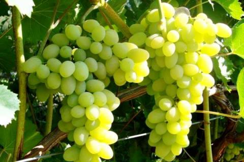 Вчені встановили інтродуковані клони технічних сортів винограду для Одещини Рис.1