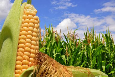Вчені вигадали сенсорні браслети для кукурудзи Рис.1