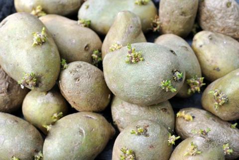 Вчені використали нанотехнології для контролю ростків картоплі Рис.1