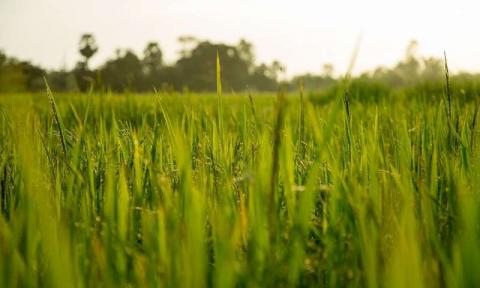 Вчені виявили рис більш терпимий до засухи і стійкий до майбутньої зміни клімату Рис.1