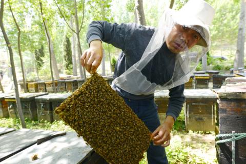 Вчені виявили у бджолиних маток особливі здібності до навчання Рис.1