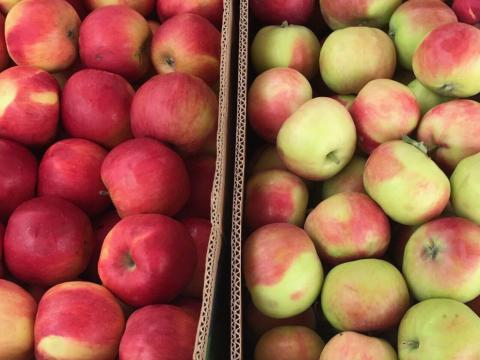 Виробники яблук в Україні зазнали значних збитків в 2017/2018МР Рис.1