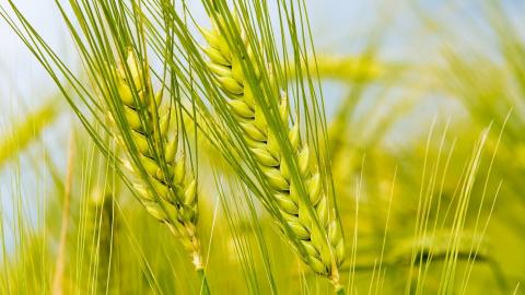 Вирощування зернових за технологією нульового обробітку грунту може бути дійсно ефективною Рис.1