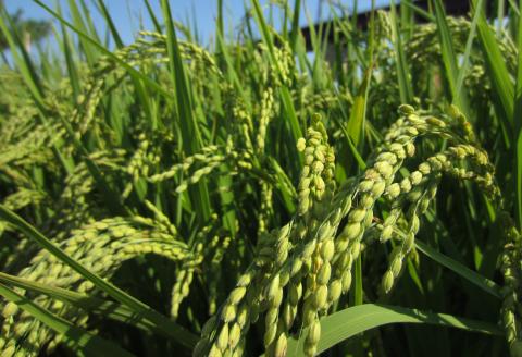 Виявлено новий ген, що збільшує врожайність зернових і знижує використання добрив Рис.1