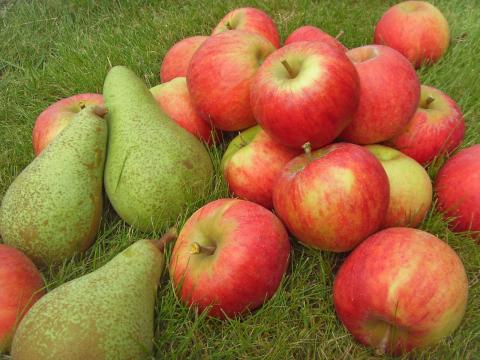 WAPA озвучила перший прогноз врожаю яблук і груш у ЄС на 2018 рік Рис.1