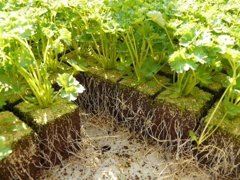 Як коріння рослин відчувають наявність вологи в грунті - дослідження вчених Рис.1