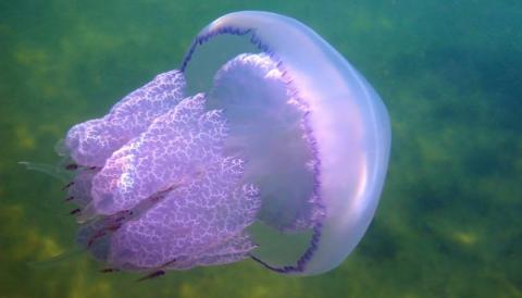 Як медузи можуть стати добривом та затримати вологу в сухому грунті Рис.1